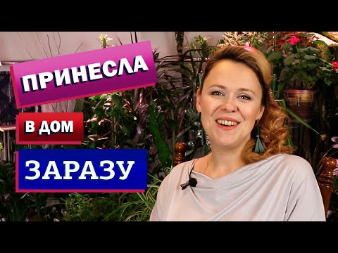 Видео: Паутинный клещ - не самое страшное!