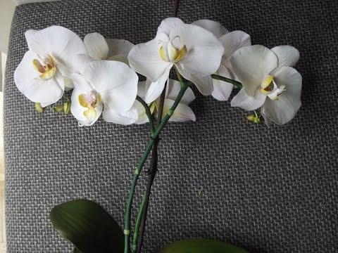 Видео: Орхидея Фаленопсис МК от Риты (попытка вторая :)) the Phalaenopsis Orchid by Rita (attempt two :)))