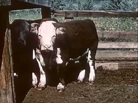 Видео: Производство мясного скота 1950-х годов — Herds West (1955) — CharlieDeanArchives / Архивные мате...