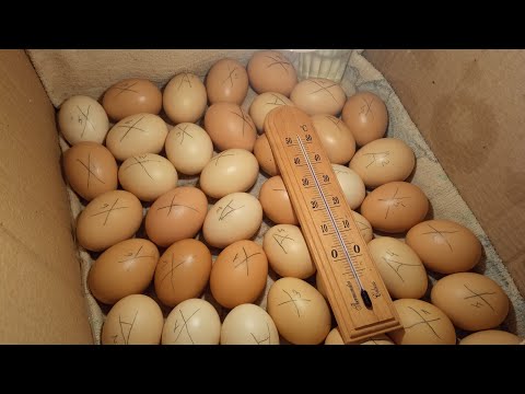 Видео: 2-ой и 3-ий день инкубации куриных яиц/Температура/Режим/Переворот яиц/Инкубатор из коробки/Часть 2