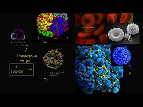 Видео: Масштаб клетки (видео 2) | Строение клетки | Биология