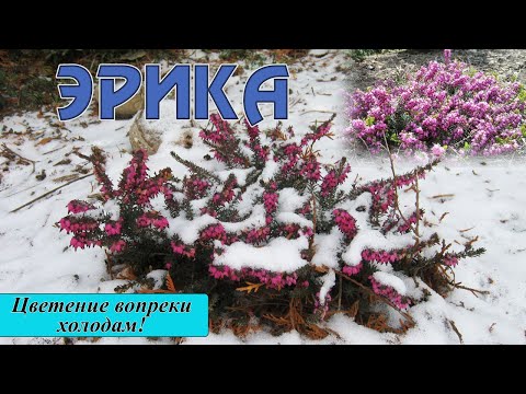 Видео: Зимняя красотка Эрика: секреты выращивания.