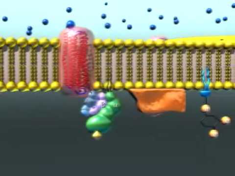 Видео: Передача гормонального сигнала через мембрану