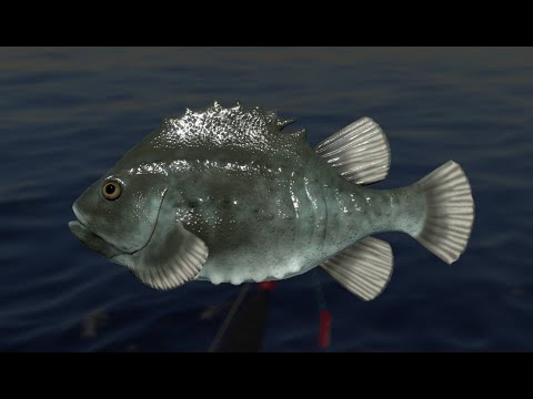 Видео: Сегодня куплю Тайгу с 40 ЛТД !!!Русская Рыбалка 4. Море !!!