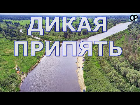 Видео: Дикая Припять