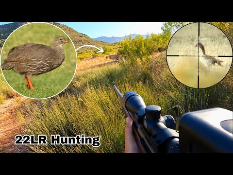 Видео: Охота на египетских гусей и фазанов с 22 LR!!