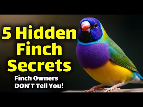 Видео: 5 секретов, о которых владельцы амадин никогда не рассказывают | Советы по уходу за амадинами, ко...