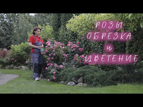 Видео: Розы I Обрезка и Цветение