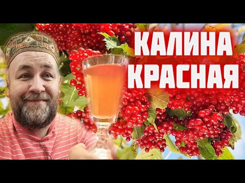 Видео: Калина красная  Прекрасная настойка на домашнем самогоне