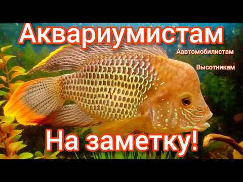 Видео: Когда аквариум на верхнем этаже.