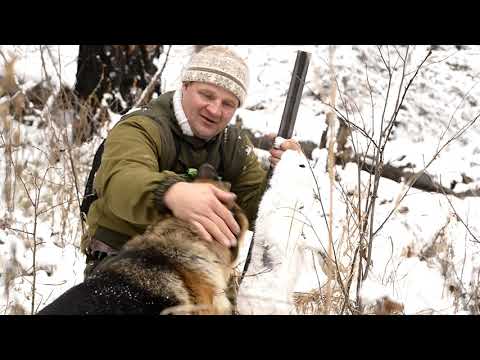 Видео: Необычная охота. Как охотник отжал зайца у лисы, а потом его чуть волки не съели! Часть-I