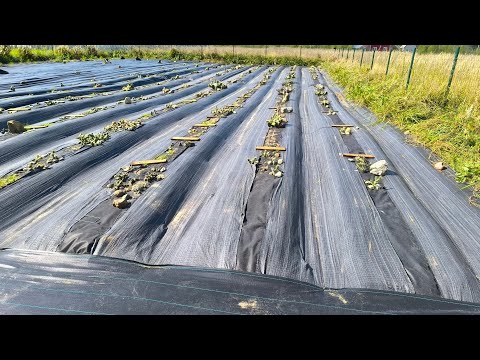 Видео: Обзор плантации зимостойких садовых кактусов в Подмосковье.
