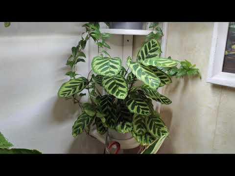 Видео: Зелёный уголок/ Октябрь 2025 /