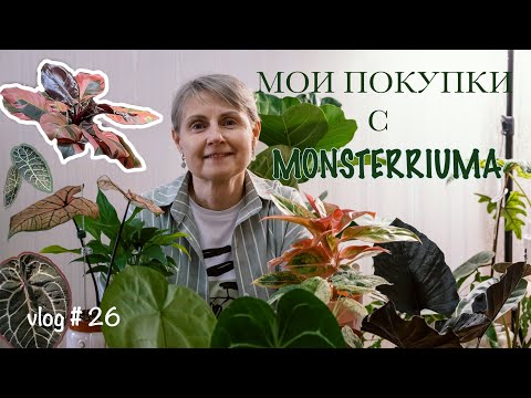 Видео: Покупки с выставки экзотических растений Монстериум