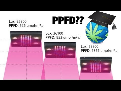 Видео: Сколько PAR нужно растениям каннабиса? — Понимание PPFD и PAR