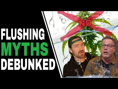 Видео: Перестаньте промывать каннабис и сделайте ЭТО для лучшего урожая