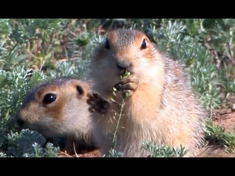 Видео: В городе сусликов