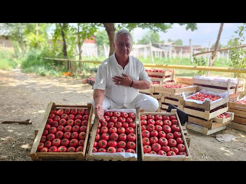 Видео: "ЭКОЛОГИК ТОЗА" PEMBOLA F1 ПОМИДОР ЕТИШТИРГАН ДЕХКОН.