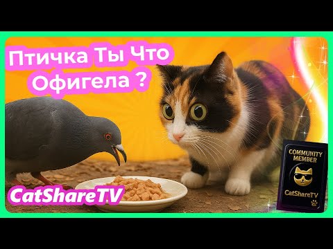 Видео: Невероятно! — Голуби Напали На Еду Котят! 🔥