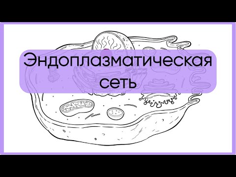 Видео: Эндоплазматическая сеть за 5 минут