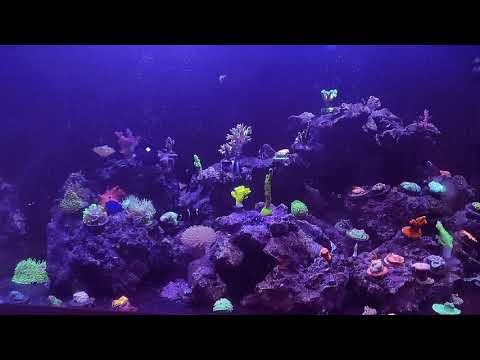 Видео: Морской аквариум. Продолжение морских трудностей.