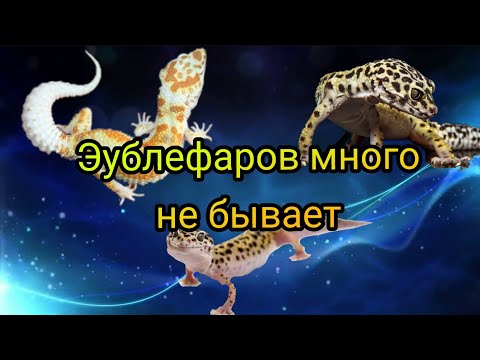 Видео: Все мои эублефары