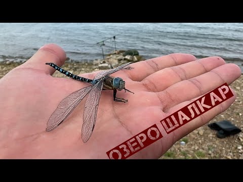 Видео: Рыбалка на озере Шалкар. Ловля карпа