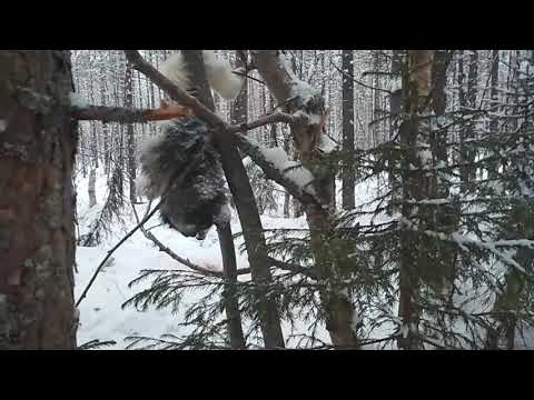 Видео: Волки утаскивают собак