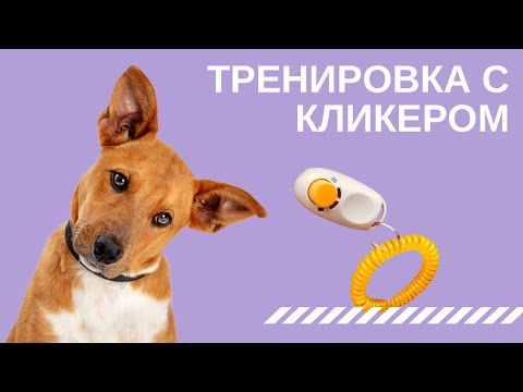 Видео: Тренировка с кликером.