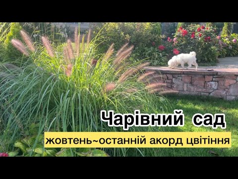 Видео: Прогулянка садом у жовтні: пенісетум, калікарпа і троянди.