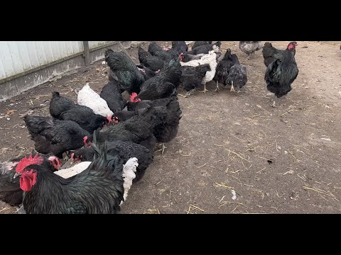 Видео: Чим годую? Кури Джерсійський гігант, весна 2025