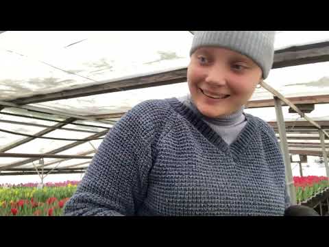 Видео: Обзор сортов тюльпанов на, 16.02.2025