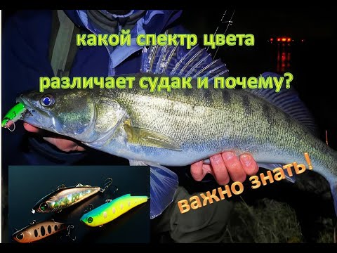 Видео: Какой спектр цвета, различает судак и почему? Как видит судак под водой?