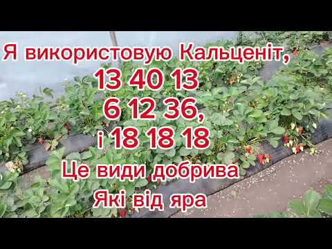 Видео: Як я вирощую реми