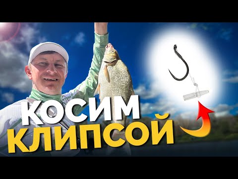 Видео: ⚠️ РАЗДАЧА на ДЕСНЕ ⚠️ МНОГО поклевок! Рыбалка на клипсу!