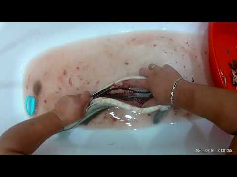 Видео: Как правильно чистить осетра