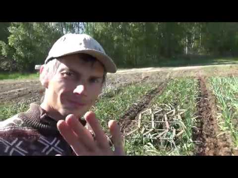 Видео: Второе весеннее боронование чеснока.
