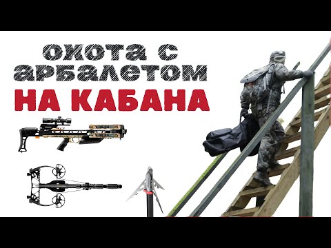 Видео: Охота с арбалетом на кабана! 2024