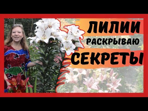 Видео: Лилии: группы, посадка, уход, выращивание