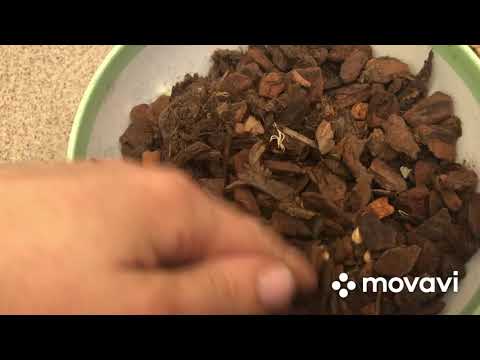 Видео: Пересадка Камбрии.