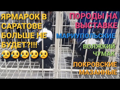 Видео: 😥🔥😥 Ярмарок в Саратове больше не будет?!!! 🔥🔥🔥 Необычные породы голубей на выставке. Bird Market.