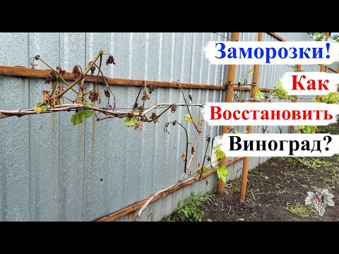 Видео: Как ВОССТАНОВИТЬ ВИНОГРАД после ЗАМОРОЗКОВ?