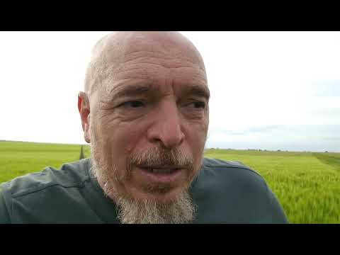 Видео: Засуха. Состояние посевов оз.ячменя . No-till 08.05.2025