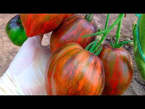 Видео: Обзор ТОМАТОВ по сортам на 2023 г!