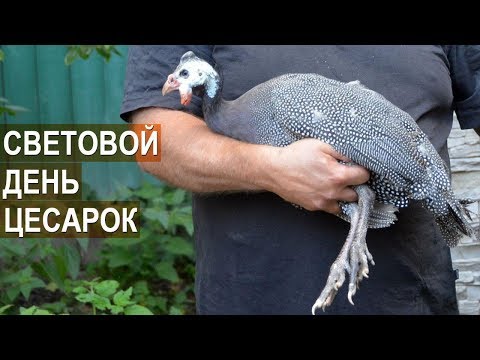 Видео: Профессор Забиякин В.А. Световой день для цесарок