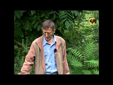 Видео: Сад и огород-100 Мята.