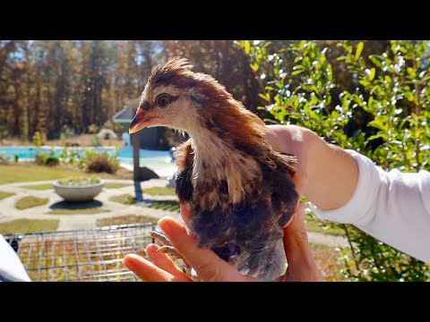 Видео: Где Работает Лилит | Быстрая Распаковка | Неприятная История Из Школы | Семейный Влог | Эгине