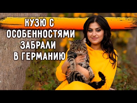 Видео: Удивительная история одного кота, после аварии. Путь Кузьмы Дмитриевича. Наконец он дома в Германии.