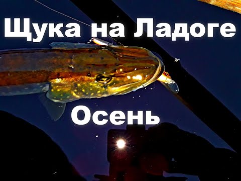 Видео: Ловля ладожской щуки  Осень