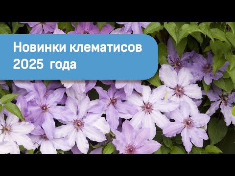 Видео: Новинки клематисов 2025  года